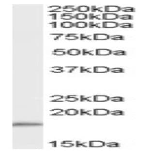 anti-Cytochrome C Oxidase Subunit IV Isoform 1 (COX4I1) (C-Term), (Isoform 1), (Isoform 2) antibody avatar