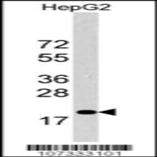 anti-27Kip1 (C-Term), (AA 165-194) antibody avatar