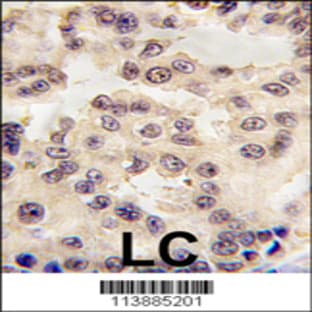 anti-Engrailed 1 (EN1) (N-Term), (AA 1-30) antibody avatar