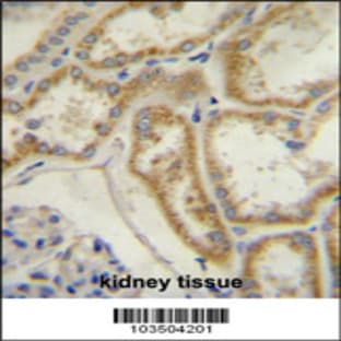 anti-Atrial Natriuretic Peptide Receptor 3 (NPR3) (N-Term), (AA 67-97) antibody avatar