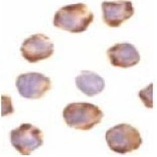 anti-BCL2 Binding Component 3 (BBC3) (C-Term) antibody avatar