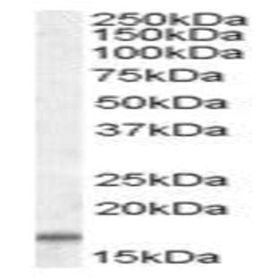 anti-Cytochrome C Oxidase Subunit IV Isoform 1 (COX4I1) (C-Term), (Isoform 2), (Isoform 1) antibody avatar