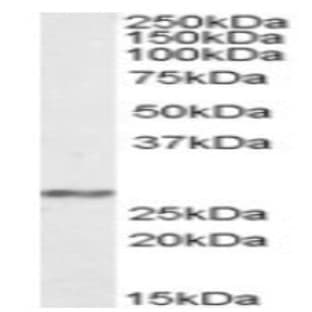 anti-Complex I Subunit NDUFS3 (Internal Region) antibody avatar