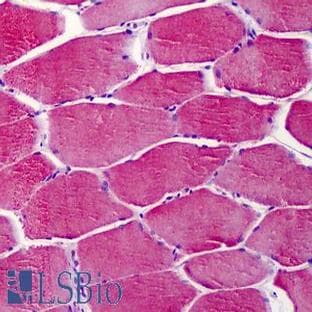 anti-Actin (AA 326-375) antibody avatar