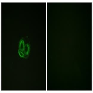anti-Actin (AA 21-70) antibody avatar