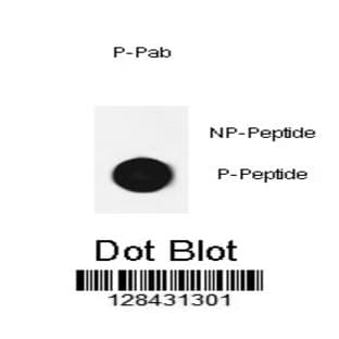 anti-Cofilin 1 (Non-Muscle) (CFL1) (pSer3) antibody avatar