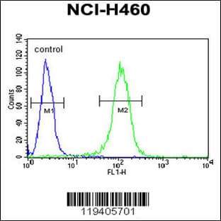 anti-Class B Basic Helix-Loop-Helix Protein 3 (BHLH3) (N-Term), (AA 17-46) antibody avatar