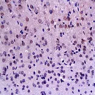 anti-Bromodeoxyuridine (BrDU) antibody