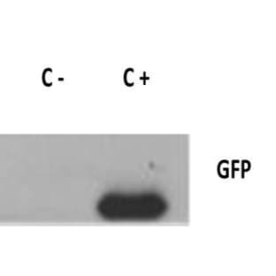 anti-Green Fluorescent Protein (GFP) (AA 1-246) antibody