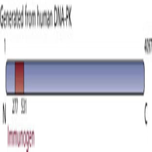 anti-DNA-PK (p350) (AA 277-531) antibody
