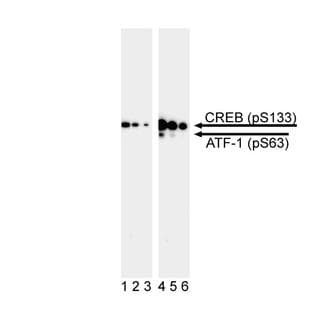anti-CREB and ATF-1 (pSer133), (pSer63) antibody avatar