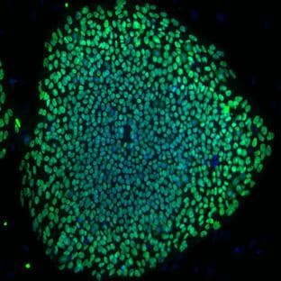 anti-OCT3/4A (Isoform A) antibody
