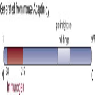 anti-Adaptin alpha (AA 38-215) antibody avatar