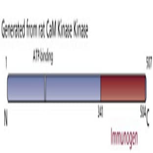 anti-CaM Kinase Kinase (AA 341-504) antibody