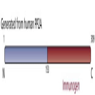 anti-PP2A Catalytic alpha (AA 153-309) antibody avatar