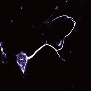 anti-Contactin (AA 77-238) antibody avatar