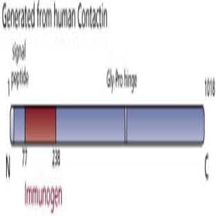 anti-Contactin (AA 77-238) antibody avatar