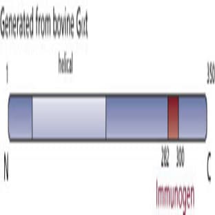 anti-Galpha T (AA 282-300) antibody avatar
