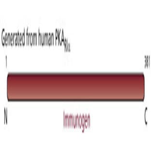 anti-PKA RI alpha (AA 1-381) antibody avatar