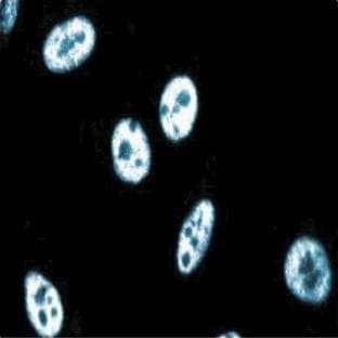 anti-CG7626 Gene Product From Transcript CG7626-RA (SPT5) (AA 866-985) antibody