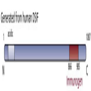 anti-CG7626 Gene Product From Transcript CG7626-RA (SPT5) (AA 866-985) antibody