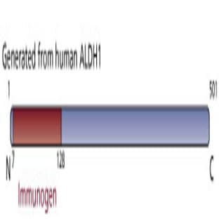 anti-Aldehyde Dehydrogenase Family 3, Subfamily A1 (ALDH3A1) (AA 7-128) antibody