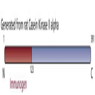 anti-Casein Kinase II alpha /alpha (AA 1-123) antibody avatar