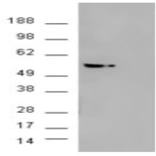 anti-V-Akt Murine Thymoma Viral Oncogene Homolog 3 (Protein Kinase B, Gamma) (AKT3) (Internal Region) antibody
