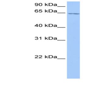 anti-Chromosome 2 Open Reading Frame 42 (C2orf42) (C-Term) antibody avatar