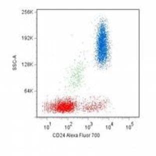 anti-CD24 Molecule (CD24) antibody (FITC) avatar