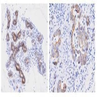 anti-Peptidylprolyl Isomerase F (PPIF) (AA 30-207) antibody
