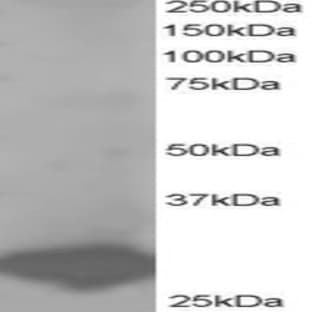 anti-B-Cell Receptor-Associated Protein 31 (BCAP31) (C-Term) antibody avatar