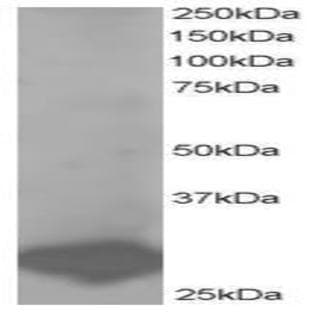 anti-B-Cell Receptor-Associated Protein 31 (BCAP31) (C-Term) antibody avatar