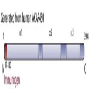 anti-A Kinase (PRKA) Anchor Protein (Yotiao) 9 (AKAP9) (AA 17-130) antibody avatar
