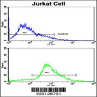 anti-Cyclin-Dependent Kinase 2 (CDK2) (C-Term), (AA 230-260) antibody avatar