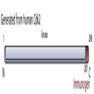 anti-Cyclin-Dependent Kinase 2 (CDK2) (AA 287-298) antibody avatar