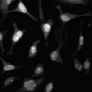 anti-Cyclin-Dependent Kinase 2 (CDK2) (AA 109-298) antibody avatar