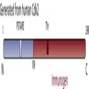 anti-Cyclin-Dependent Kinase 2 (CDK2) (AA 109-298) antibody avatar