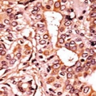 anti-Cyclin-Dependent Kinase 7 (CDK7) (pThr170) antibody avatar