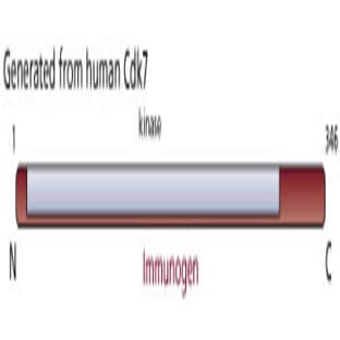 anti-Cyclin-Dependent Kinase 7 (CDK7) antibody avatar