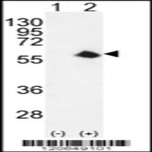 anti-Cyclin-Dependent Kinase 8 (CDK8) (AA 249-277), (Center) antibody avatar