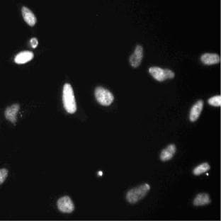 anti-Cyclin-Dependent Kinase 8 (CDK8) antibody avatar