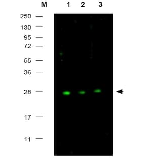 anti-Cyclin-Dependent Kinase Inhibitor 1B (p27, Kip1) (CDKN1B) antibody avatar