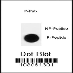 anti-Cyclin-Dependent Kinase Inhibitor 1B (p27, Kip1) (CDKN1B) (pThr198) antibody avatar