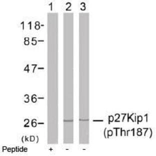 anti-Cyclin-Dependent Kinase Inhibitor 1B (p27, Kip1) (CDKN1B) (pThr187) antibody avatar