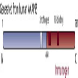 anti-A Kinase (PRKA) Anchor Protein 8 (AKAP8) (AA 460-781) antibody avatar