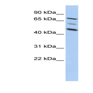 anti-A Kinase (PRKA) Anchor Protein 8 (AKAP8) (Middle Region) antibody avatar