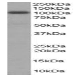 anti-A Kinase (PRKA) Anchor Protein 8 (AKAP8) (N-Term) antibody avatar