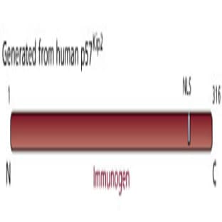 anti-Cyclin-Dependent Kinase Inhibitor 1C (p57, Kip2) (CDKN1C) antibody avatar