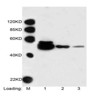 anti-alpha Tubulin (TUBA1) (AA 400-450) antibody (HRP)